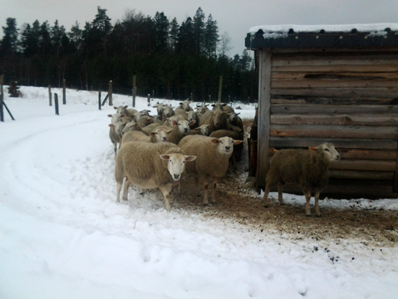 Hajduki zimowisko 2013  14a Zimowe obozy jeździeckie