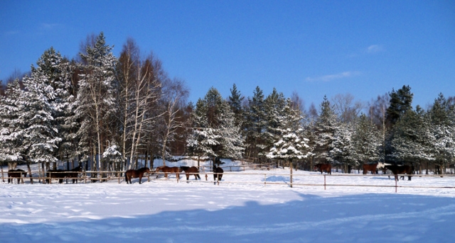 Zima w HAJDUKACH Chynowie 2 640x480 Zimowe obozy jeździeckie