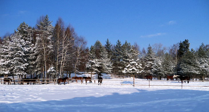 Zima w HAJDUKACH Chynowie 2 Zimowe obozy jeździeckie