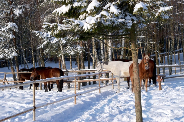 Zima w HAJDUKACH Chynowie 4 640x480 Zimowe obozy jeździeckie