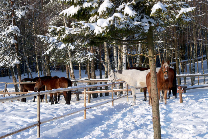 Zima w HAJDUKACH Chynowie 4 Zimowe obozy jeździeckie